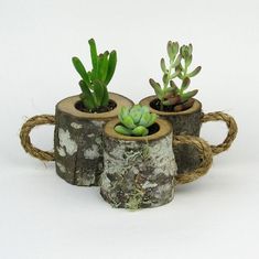 three small succulents are placed in wooden logs with rope around the ends