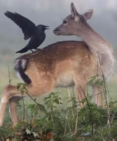 two birds are perched on the back of a deer's head and another bird is sitting on top of it