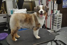 a brown and white dog standing on top of a hair dryer chair in a room