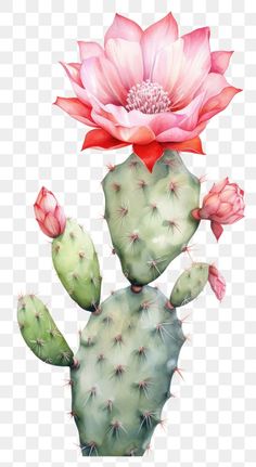 a pink flower on top of a green cactus plant, transparent background png and psd