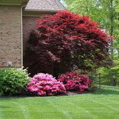 some bushes and flowers in front of a house