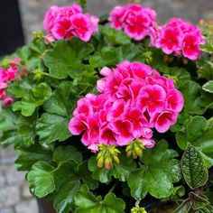 pink flowers are growing in a pot on the ground