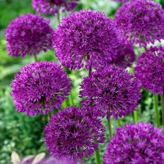 purple alliuma flowers growing in a garden with green grass and bushes behind them