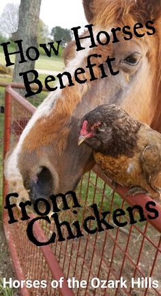 a brown horse standing next to a fence with chickens on it's nose and the words how horses benefit from chickens