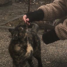 a person is petting a cat outside on the street while someone holds it in their hand