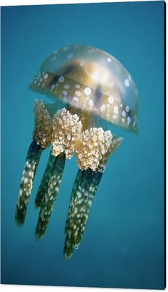 a jellyfish swimming in the blue water