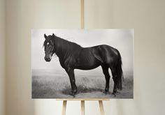 a black horse standing on top of a dry grass field next to a wooden easel