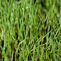 closeup of green grass with small drops of water on it