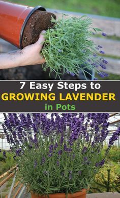 a potted plant with lavender in it and the words 7 easy steps to growing lavender in pots