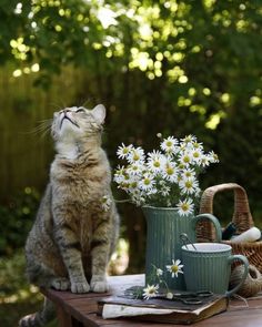 a cat is sitting on a table next to some daisies and coffee mugs