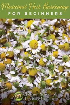 the front cover of a book with white and yellow flowers on it, including daisies