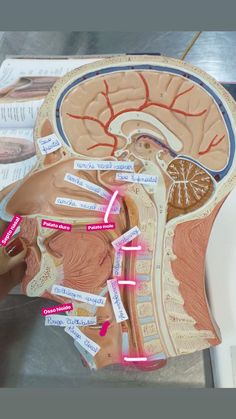 the human head is shown with labels on it