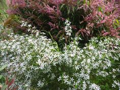 some white and purple flowers are in the middle of green plants with red leaves on them