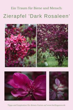 pink flowers and trees with the words,'zeraffel dark roseen '