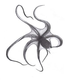 an octopus is shown in this black and white drawing, it appears to be floating