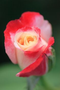 a red and white rose with green background