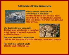 a cheetah's unique appearance why do cheetahs have black lines