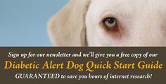 Seattle Dog, Puppy Crate, Dog Training Classes, Tacoma Washington, Medical Alert, Service Animal