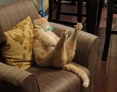 an orange cat laying on top of a brown couch