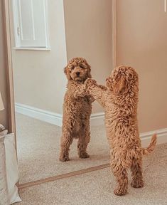 two dogs standing on their hind legs in front of a mirror looking at each other