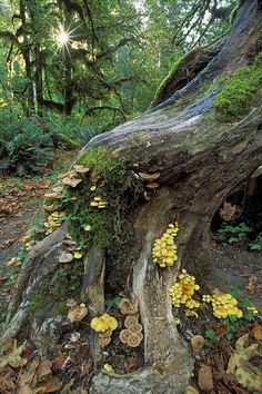 mushrooms growing on the side of a tree stump in a forest with sun shining through the trees