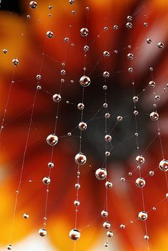 drops of water on a spider web in front of an orange flower