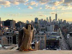 an owl sitting on the ledge of a building overlooking a cityscape with skyscrapers