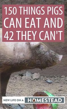 an animal that is eating some food out of a bowl with the words, 150 things pigs can eat and 42 they can't