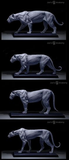 three different views of an animal model