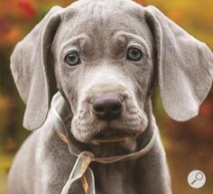 a gray puppy with blue eyes wearing a tie