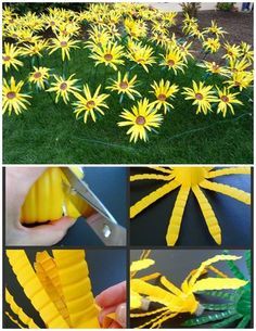 yellow flowers are being cut and placed in the grass