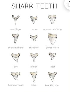 shark teeth are shown with the words shark teeth in different font and numbers on them