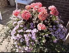 some pink and purple flowers in a pot