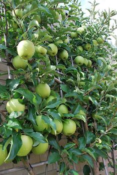 an apple tree with lots of green apples growing on it's branches in front of a brick wall