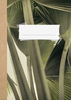 an image of a palm tree with white paper on it's back side and the bottom half of its leaves