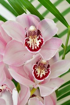 pink and white flowers with green leaves in the background