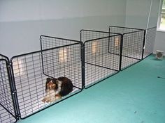 two dogs are in their kennels at the same time