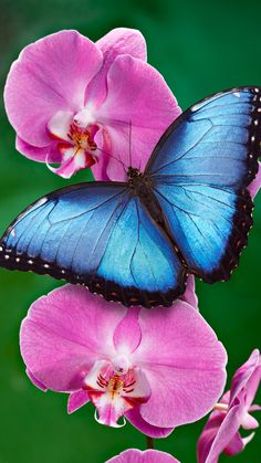 two blue butterflies sitting on pink orchids with green backround in the background