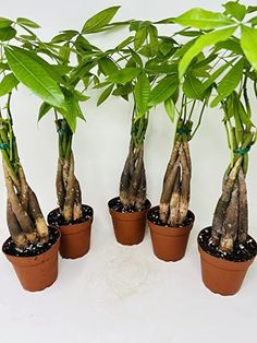 several potted plants with green leaves in them