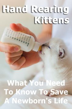 a person feeding a kitten with a bottle in their hand and the caption reads, what you need to know to save a newborn's life