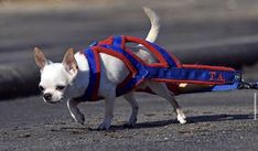 a small white dog wearing a red and blue harness walking down the street on a leash