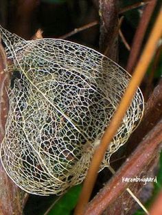 a wire ball sitting on top of a tree branch in front of some leaves and branches