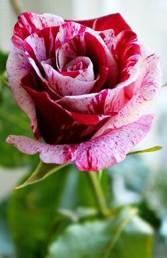 a pink and white rose with green leaves in front of a window, close up