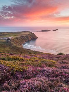 purple flowers on the ground next to water and hills with houses in the distance at sunset