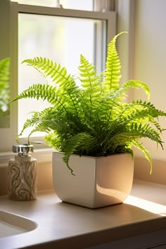 a potted plant sitting on top of a kitchen counter next to a window sill