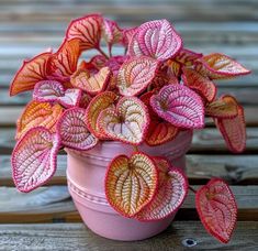 a potted plant with pink and yellow leaves