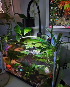 an aquarium filled with plants and rocks on top of a table