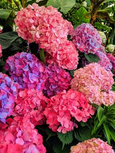 pink and purple flowers are in the middle of green leaves