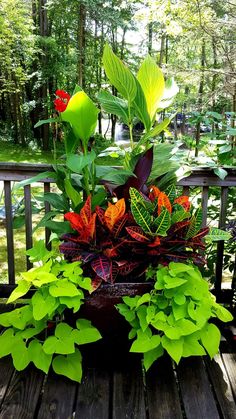 a wooden table topped with lots of green and red plants next to a forest filled with trees