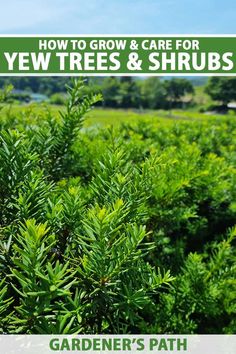 a green bush with the words how to grow and care for yew trees & shrubs